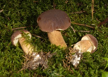 Maronenröhrling (Boletus badius) - © Heinz Prelicz